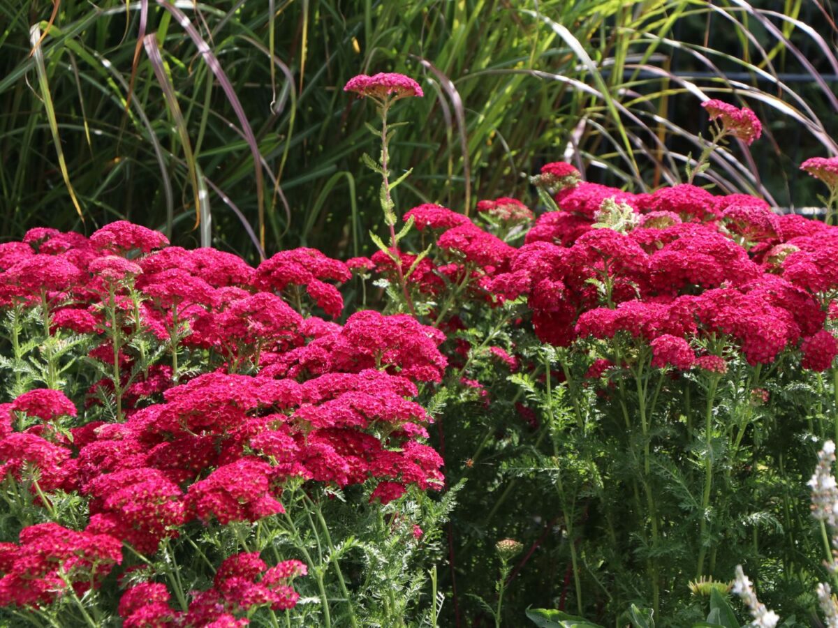 Achillea millefolium ‘Pomegranate’ - Image 1