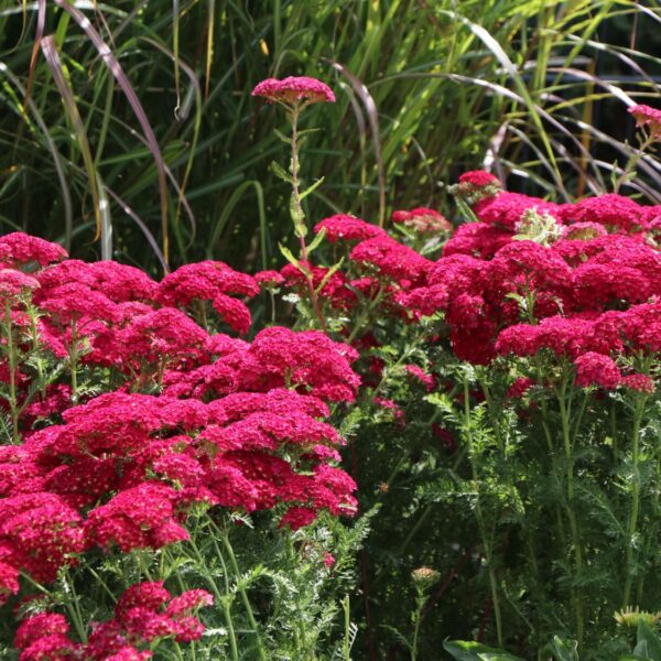 Achillea millefolium ‘Pomegranate’