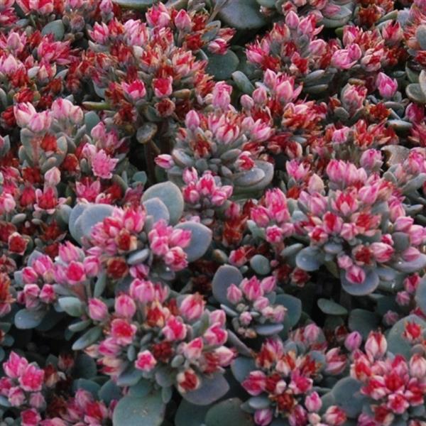 SEDUM hybridum 'Sunsparkler Blue Elf'