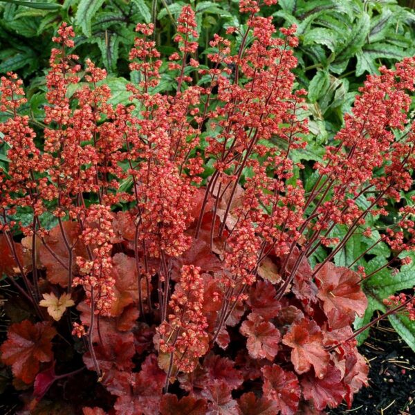 Heuchera ‘Cherry Cola’