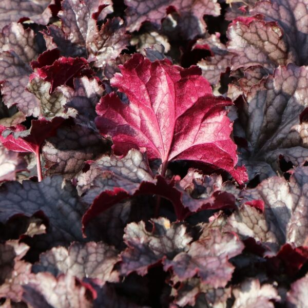 Heuchera 'Georgia Plum'