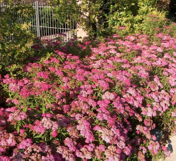 Spiraea bumalda Anthony Waterer 20–30 K2,5