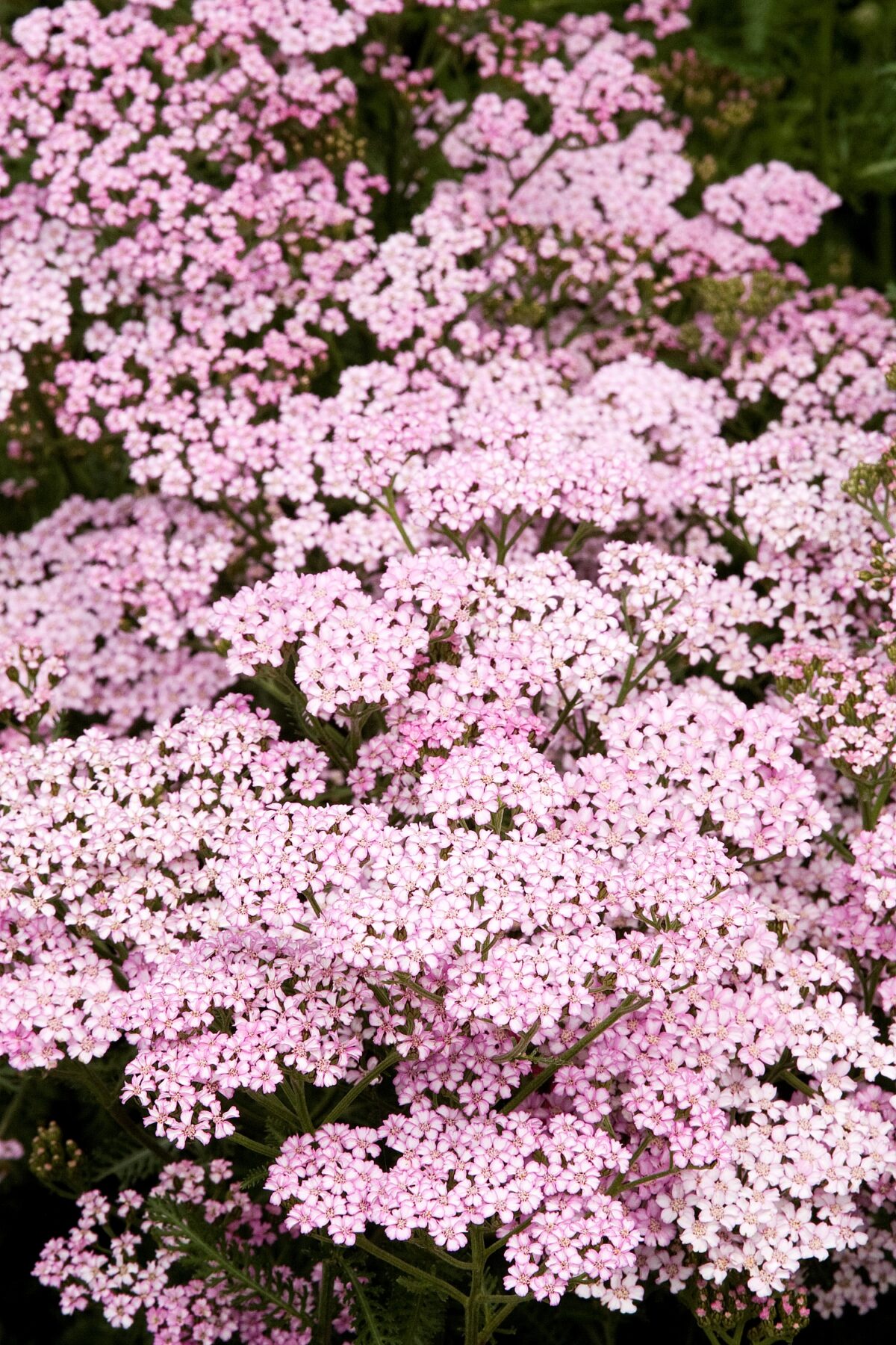 Achillea millefolium ‘Apple Blossom’ - Image 1