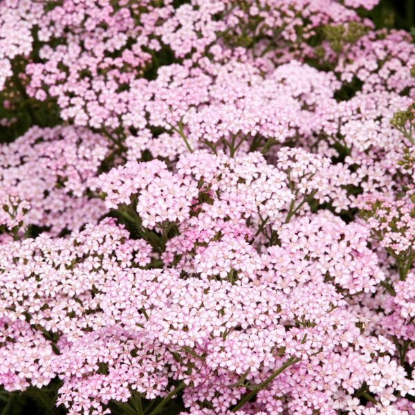 Achillea millefolium ‘Apple Blossom’