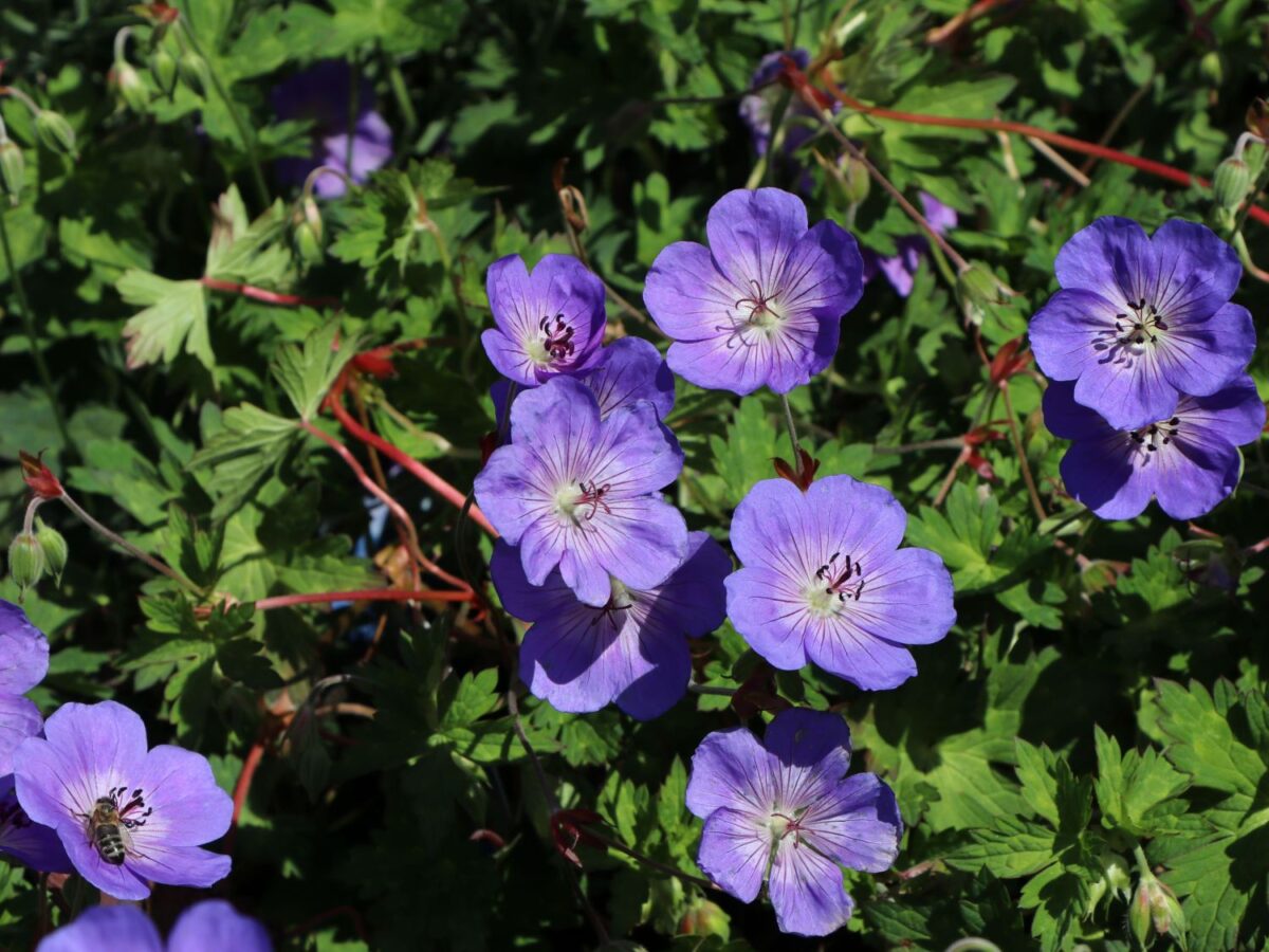 Geranium 'ROZANNE'® - Image 1