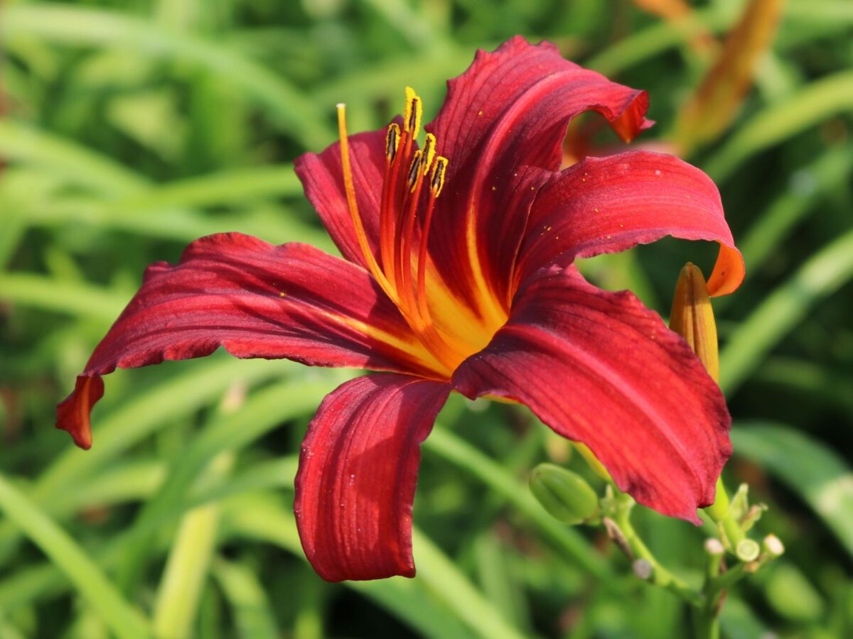 Hemerocallis ‘Crimson Pirate’ - Image 1