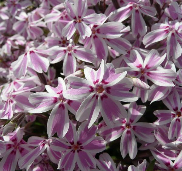 Phlox subulata 'Candy Stripes'