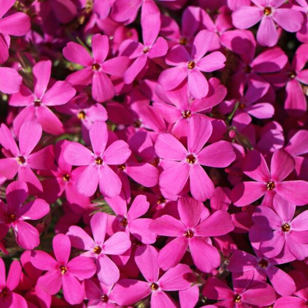 Phlox douglasii ‘Crackerjack’