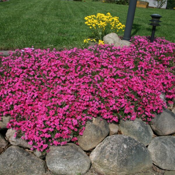 Phlox subulata 'Scarlet Flame'