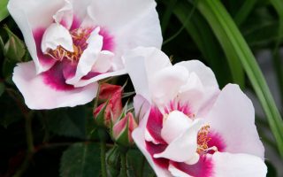 Perská růže: divoká orientální kráska, která se stane chloubou vaší zahradní architektury a propůjčí jí nádech Orientu