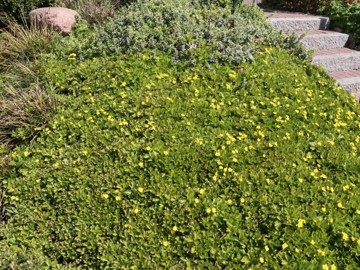 Waldsteinia ternata - Image 2