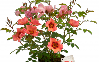 Rosa persica: divoká kráska Orientu, která si vás získá, taková je perská růže