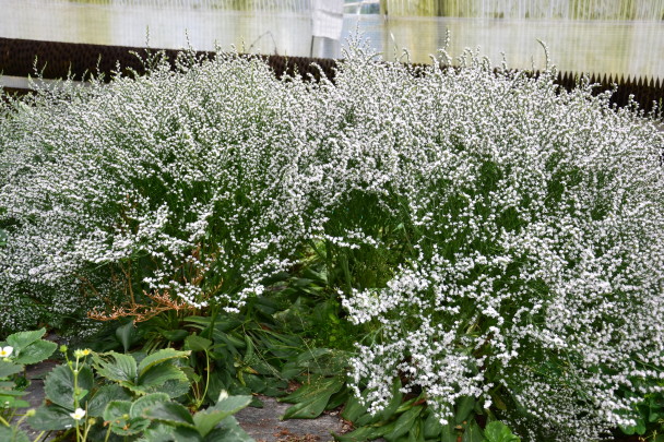 Statice tatarika pěstování: Květina, která oživí Vaši Zahradu