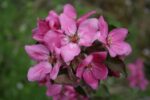 Jabloň 'Circe' Redlove® - Image 8