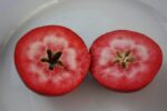Jabloň 'Circe' Redlove® - Image 3