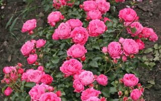ROSA KORDES, Moin Moin® - 17a0460cd3694bace14e99e440e0fd64b8151df8