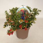 Vaccinium vitis idaea 'Fireballs' - Image 2