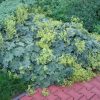Alchemilla mollis - P13