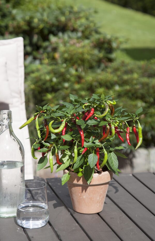 Capsicum annuum Bio Chilli Flambinos, P 12 – pálivá - Blu Flambinos Terrasse scaled