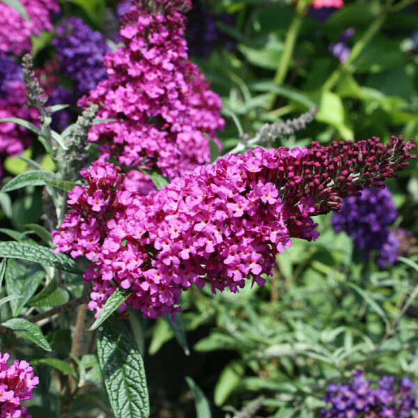 Buddleja davidii 'Buzz Pink Purple'© - Buddleja Buzz Dark Pink ein