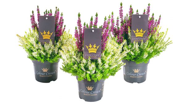 Calluna vulgaris Beauty Ladies Colour Crown®, P 11 - COLOUR CROWN