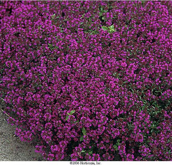 Thymus serpyllum 'Purple Beauty'