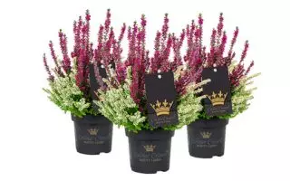 Calluna vulgaris Beauty Ladies Colour Crown®, P 11 - Calluna Colour Crown