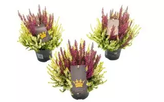 Calluna vulgaris Beauty Ladies Colour Crown®, P 11 - Calluna Colour Crown 1