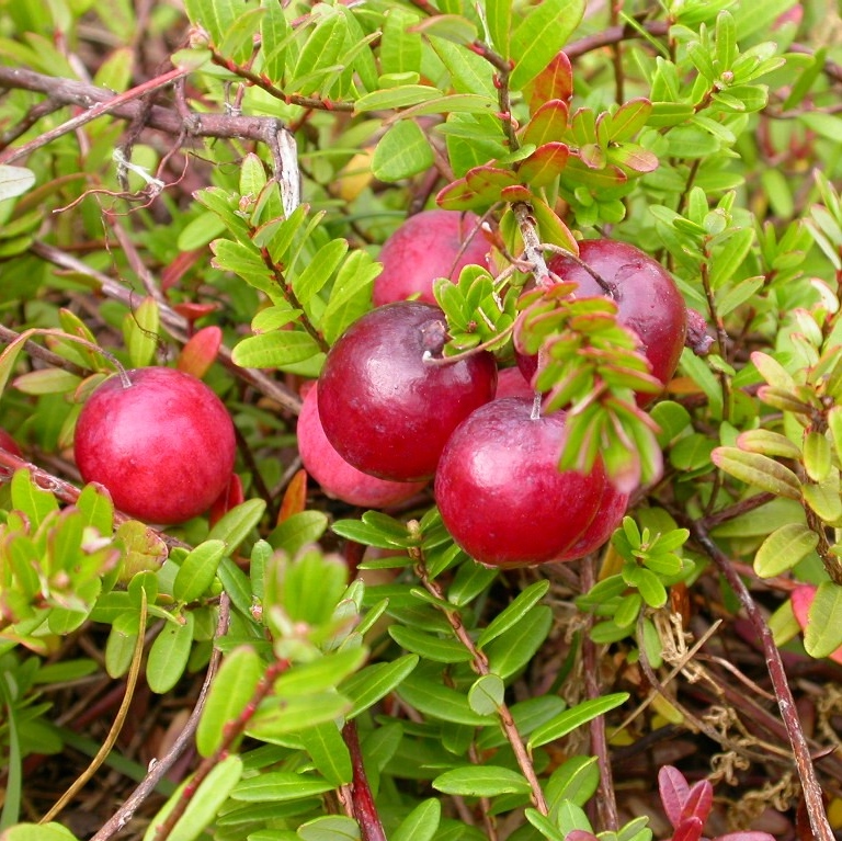 Vaccinium macrocarpon Pilgrim' - Cranberry Klikva