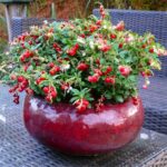 Vaccinium vitis idaea 'Fireballs'
