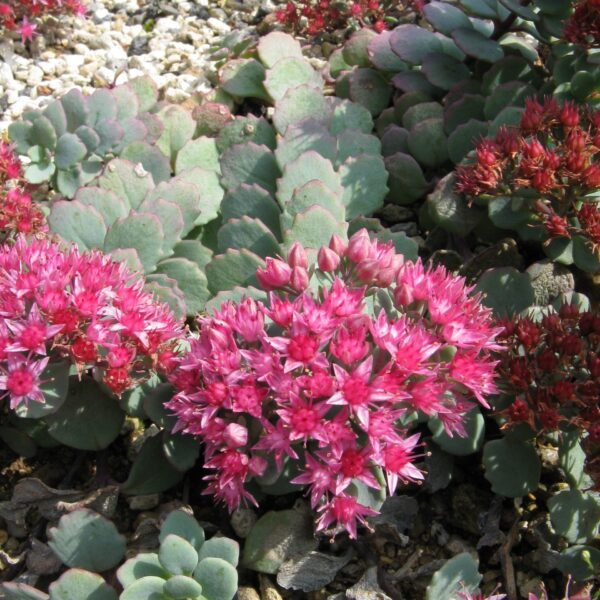 Sedum cauticola