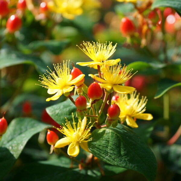 Hypericum androsaemum