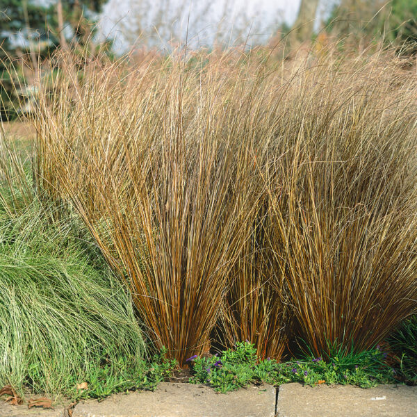 Carex buchananii 'Red Rooster'