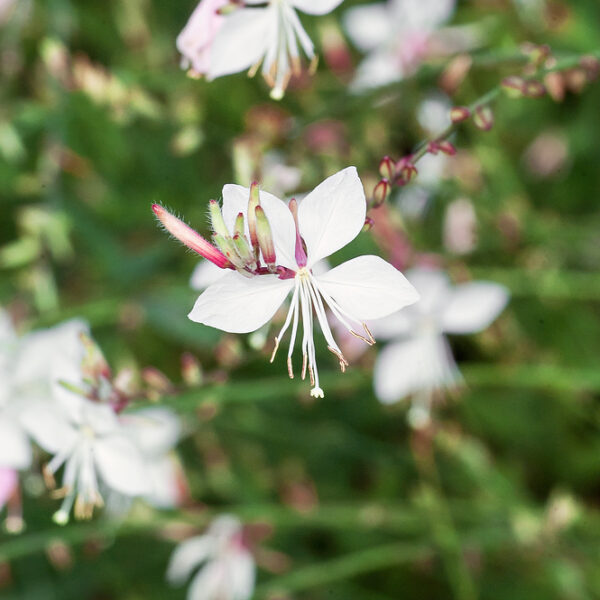 Gaura lindheimeri