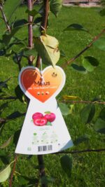 Jabloň 'Circe' Redlove® - Image 11