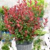Photinia fraseri 'Carre Rouge' - C10L KM80-stromková