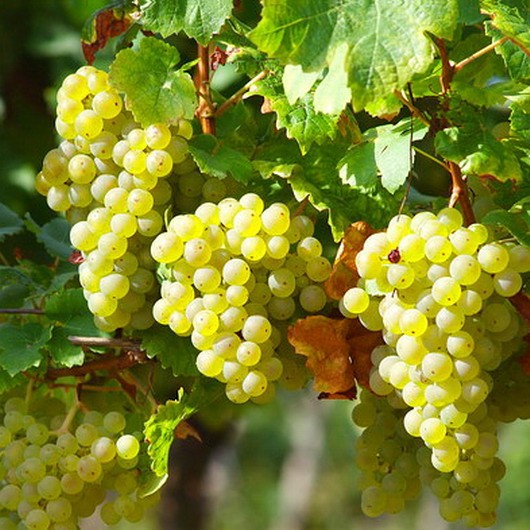 Vitis vinifera 'Bianca´ Bianca', v. 70 CM - Réva bianca