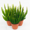 Calluna vulgaris 'Skyline'® - Květináč, pr. 10 cm
