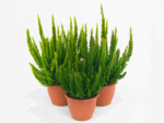 Calluna vulgaris 'Skyline'®