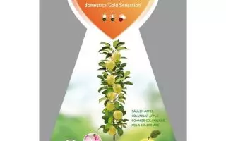 Jabloň sloupovitá 'Gold Sensation' - Sulenapfel Gold Sensation ca 120 cm Malus domestica Gold Sensation104023816330