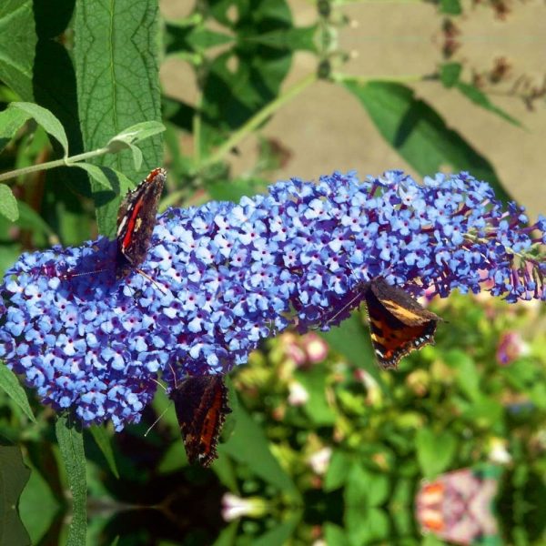 Buddleja davidii Buzz 'Sky Blue'© - buddleja davidii buzz sky blue butterfly bush 9cm p233 28940 image