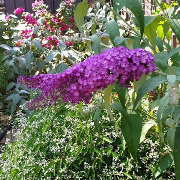 Buddleja davidii Buzz 'Violet'©