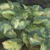 Hosta hybrida 'Great Expectation' - Kontejner 1,5 l, v. 5-10 cm