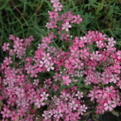 Gypsophila repens 'Rosea'
