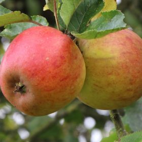 Podzimní jabloně - Zahradní centrum \