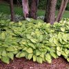 Hosta hybrida 'Gold Standard' - Kontejner 1 l
