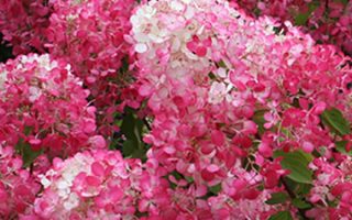 Hydrangea pan. ´Diamond Rouge´® - hydrangea diamond rouge 1