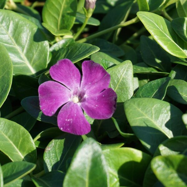 Vinca minor 'Verino' - image