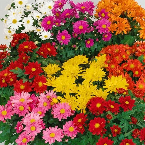 Chrysanthemum multiflora Trio Mini Mums