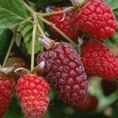 Rubus frut. (loganobaccus ) 'Loganberry', Thornless 50–60 cm - loganberry for web3 500x500 1